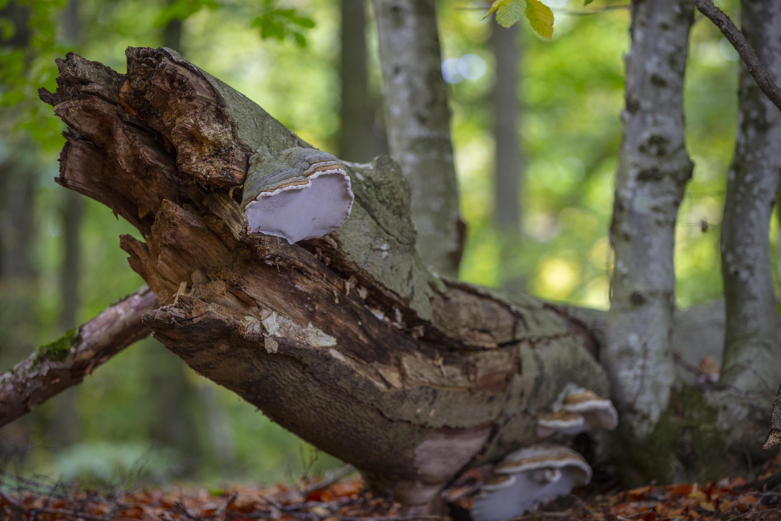 Död ved i skogarna i Hovdala.