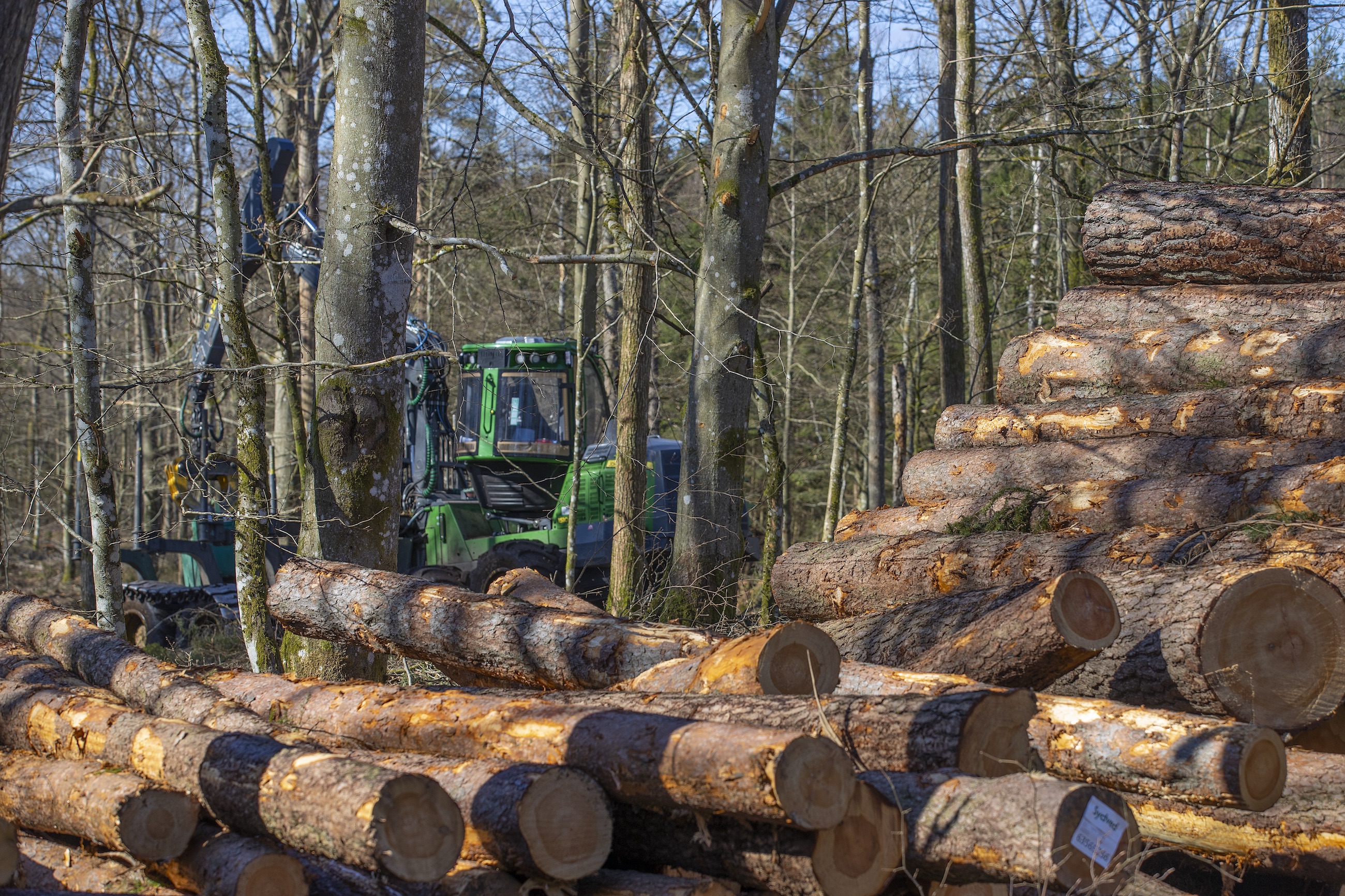 En tidigare avverkning som gjorts i området.