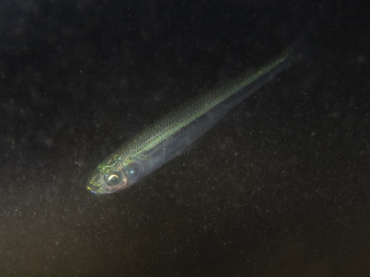 Prästfisk.