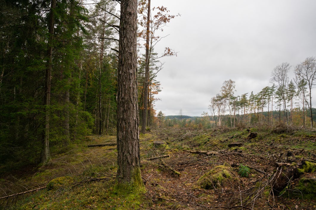 Kalhygge i Halland. Även skogen till vänster är avverkningsanmäld.