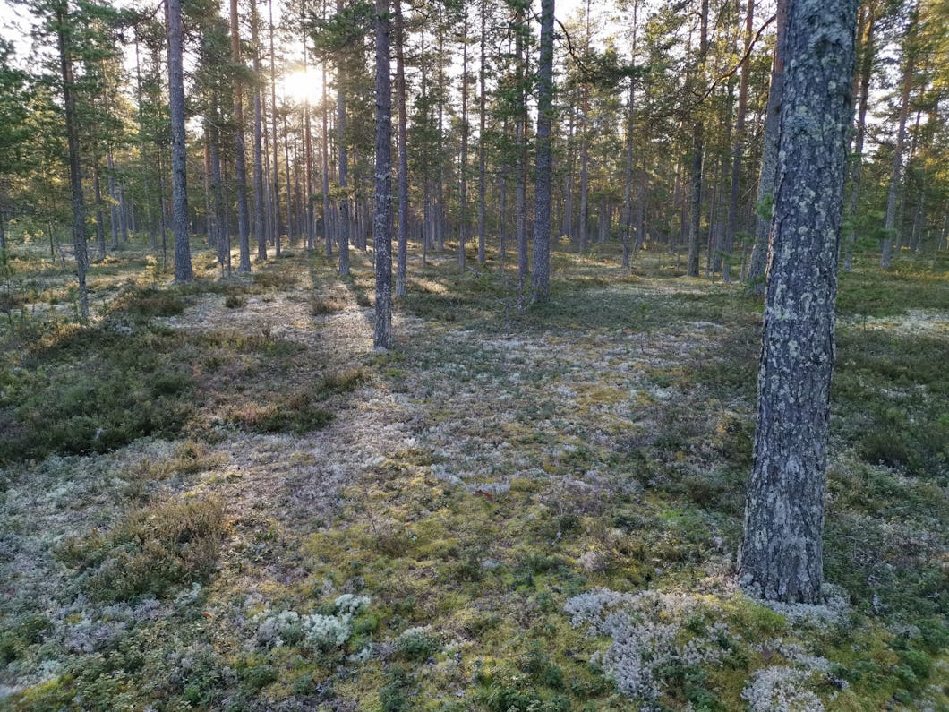 Kullaskogen utanför Umeå.