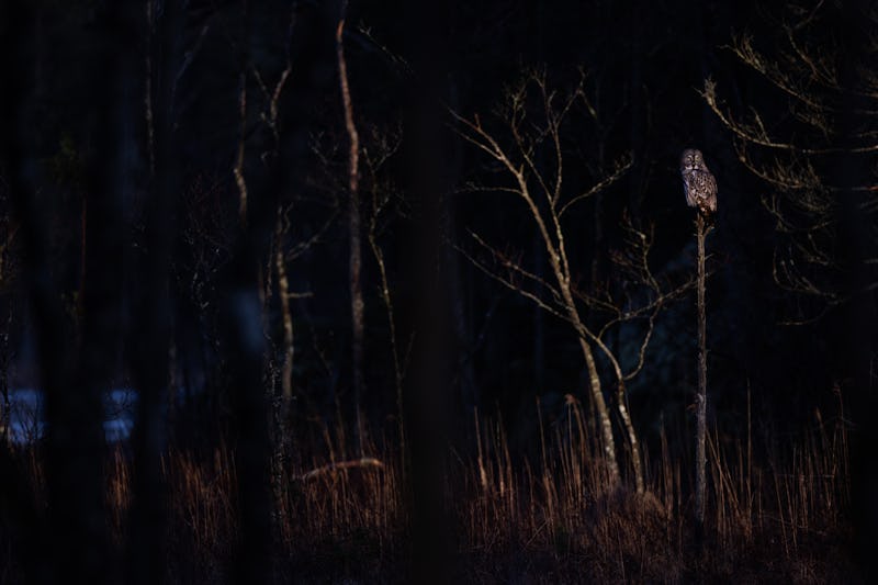 Lappugglor är alltid kul att se, men att få dem i en fin miljö med vildmarkskänsla på hemmaplan är något särskilt värdefullt för mig.