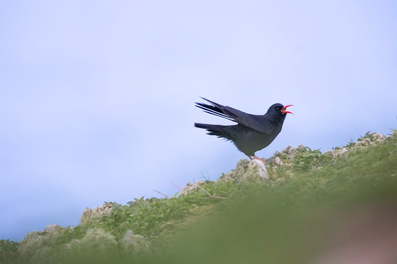 En av mina favoritarter att se i Wales är helt klart alpkråkorna. De finns både på fastlandet längs kusten och ute på ön Skokholm.