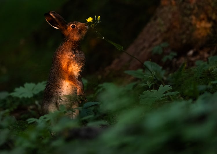 En ung skogshare stannar upp i någon sekund. Klockan var runt 3 på morgonen och solens strålar hade precis börjat hitta in i skogen.