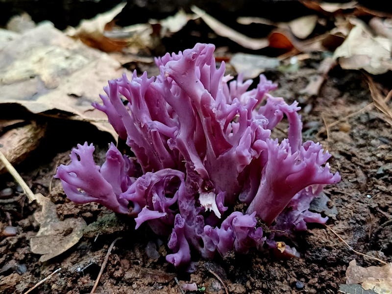 Violett fingersvamp.