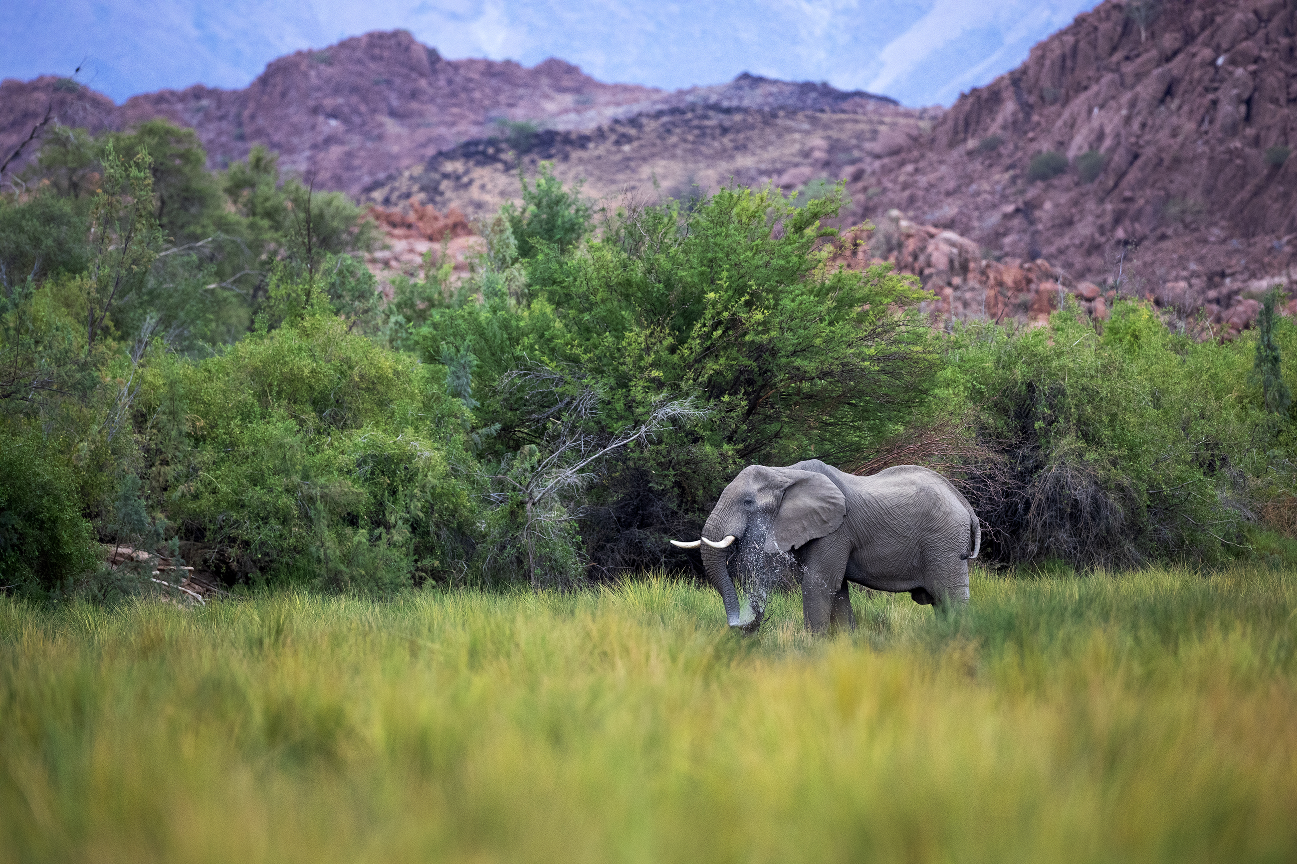 Elefant