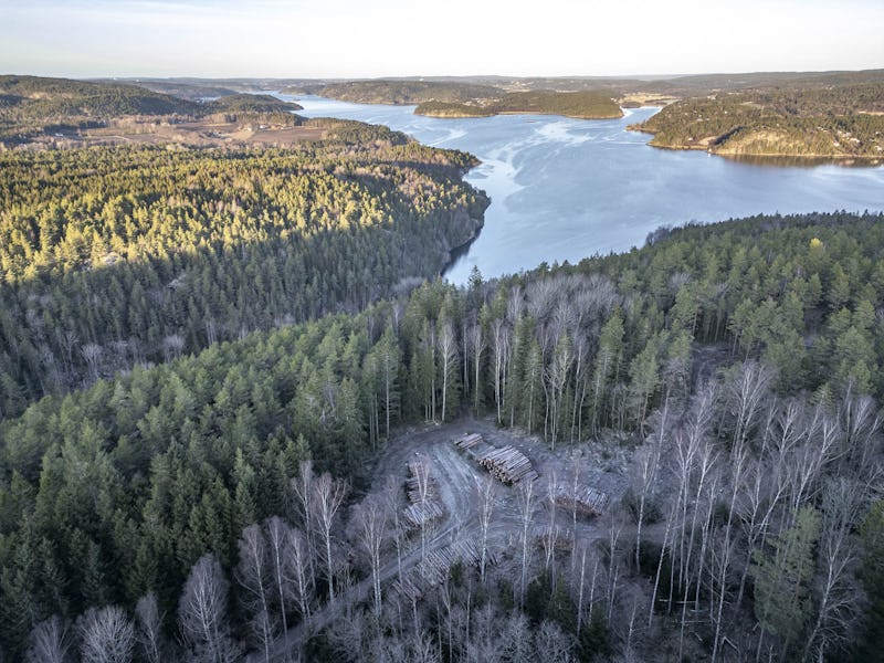 Väg och avverkad skog i ett skogslandskap på västkusten.