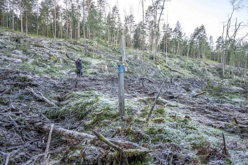 Avverkning vid vandringsled.