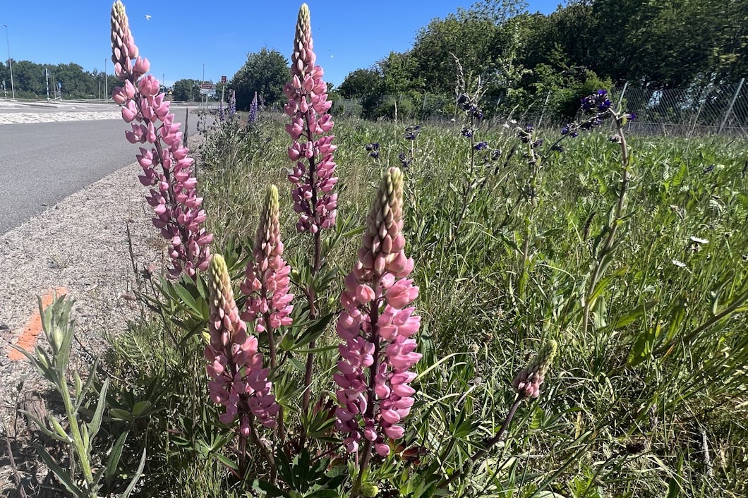 Blomsterlupin.
