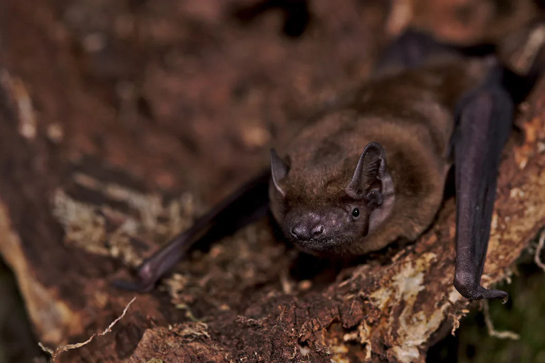 Fladderm ss surfar P Stormar Natursidan fladderm-ss-surfar-p-stormar-natursidan
