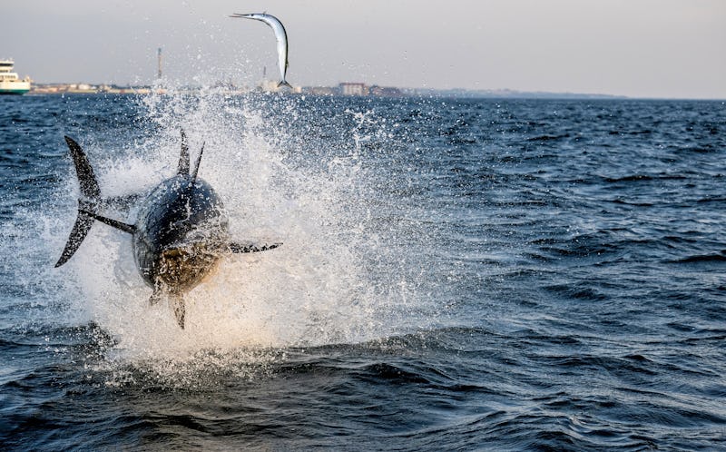 Den blåfenade tonfisken är extremt explosiv, tack vare att den delvis är varmblodig. De flesta fiskar är kallblodiga och håller samma temperatur som sin omgivning.