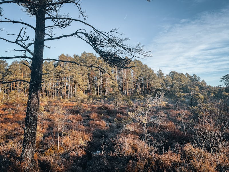 Över 100 hektar av mossen planeras att bli en solcellspark.