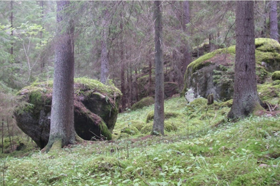 Försjöns kalkbarrskog.