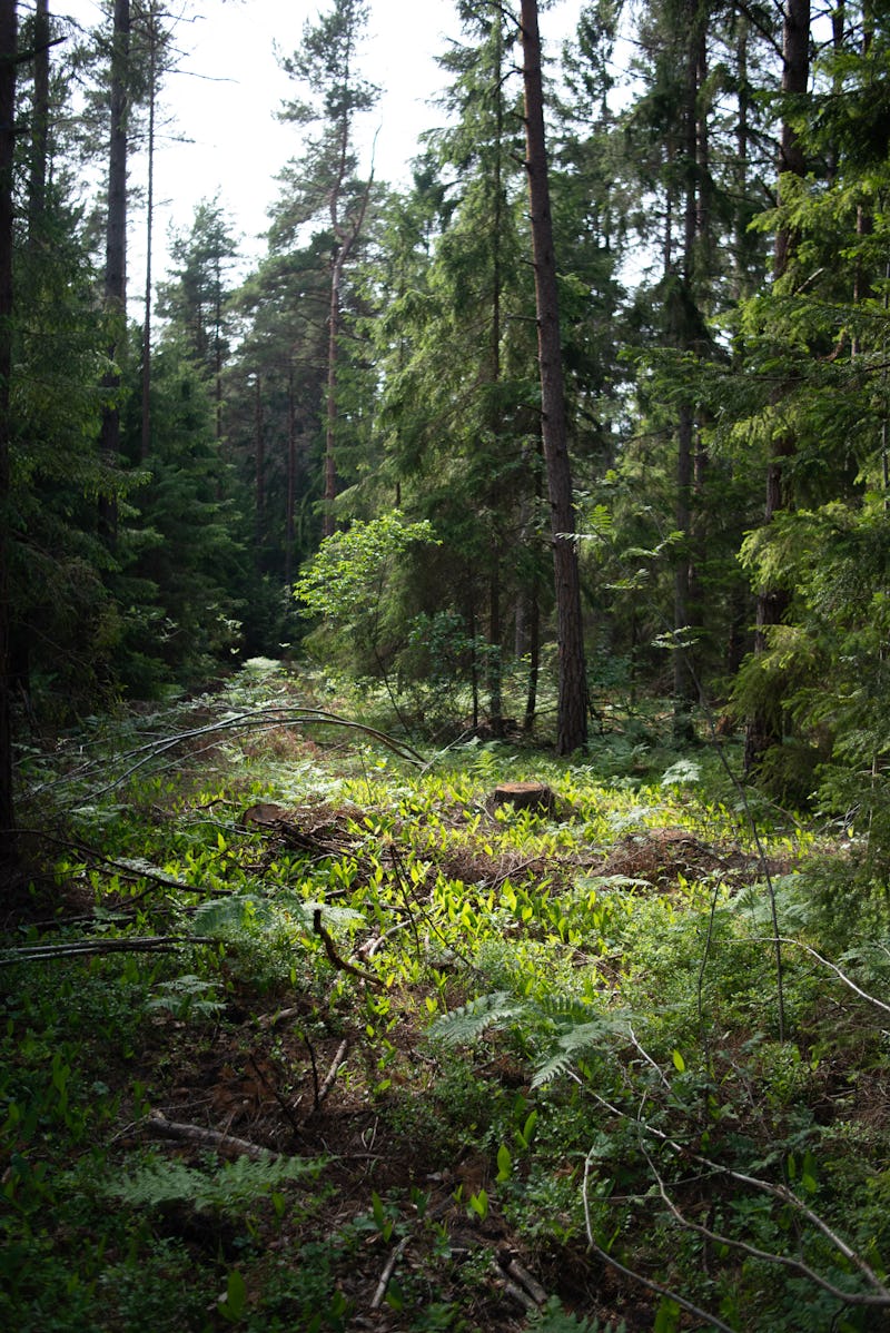 När bara ett fåtal av träden i en skog fälls bibehålls mycket av ekosystemet och långt fler arter trivs än vid kalavverkningar.