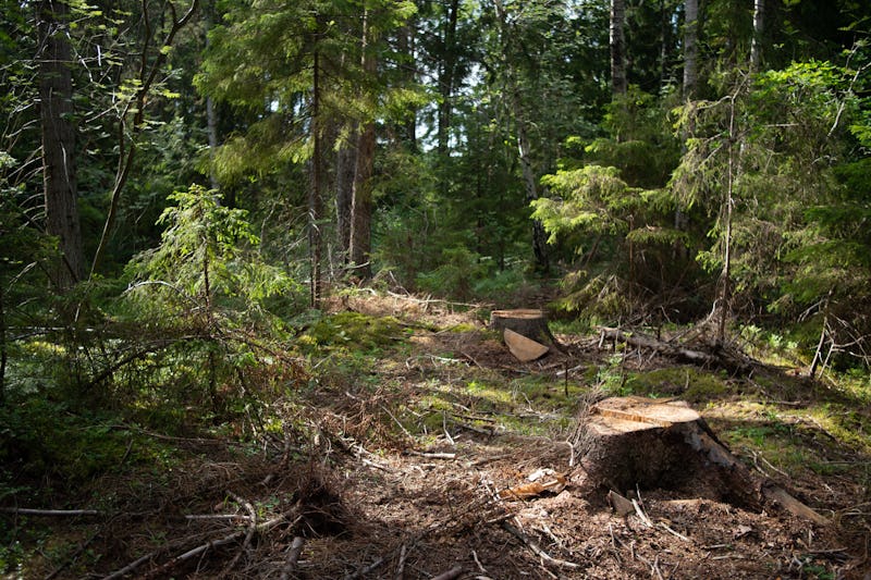 Exempelskog från Ekoskog.