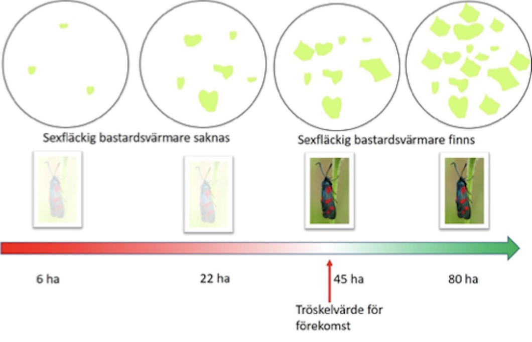 Schematisk beskrivning av tröskelvärden för hur mycket av livsmiljö som måste finnas för att sexfläckig bastardsvärmare ska kunna överleva. Arten behöver 45 hektar av torra och friska naturliga gräsmarker ska finnas inom 25 km2 för att den ska klara sig.