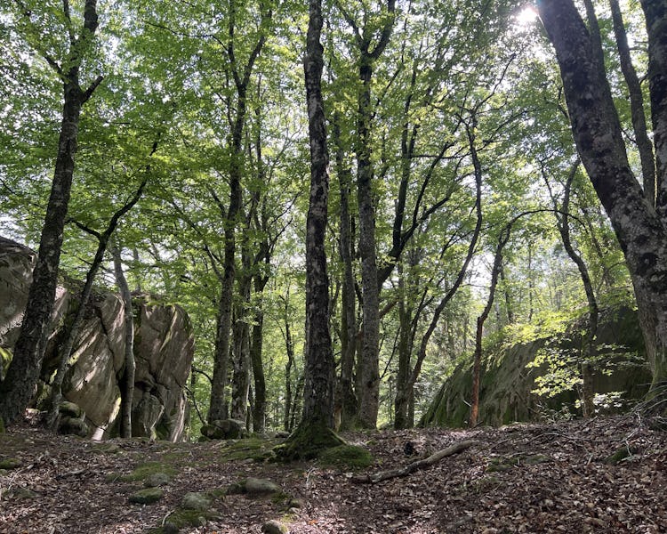 Lövskog.