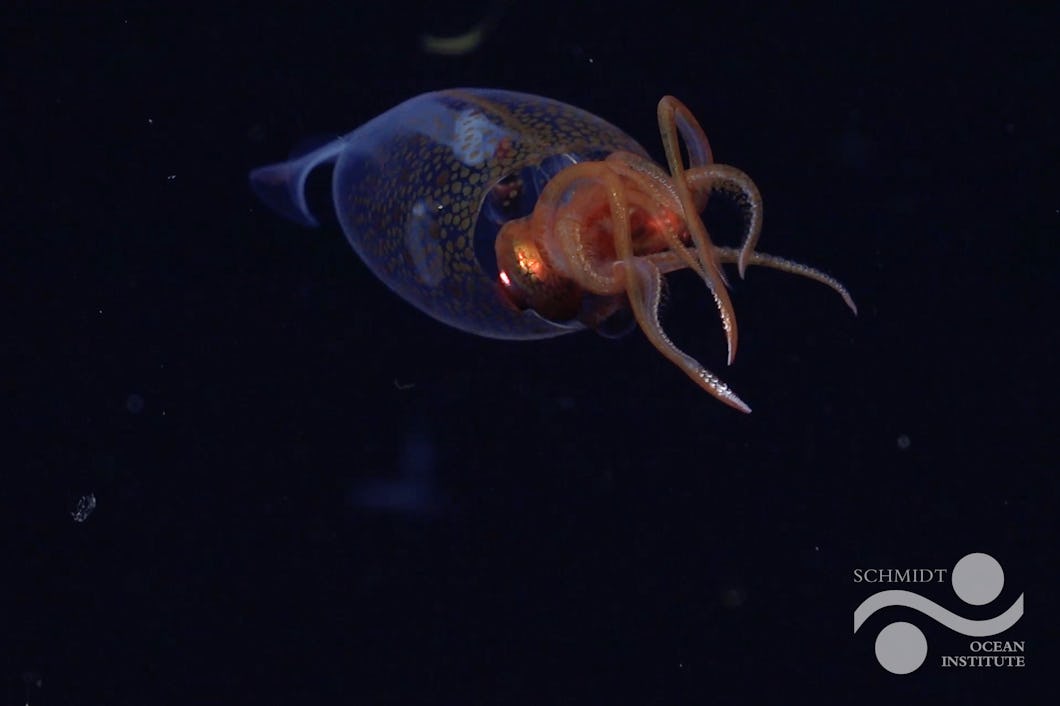 kolossbläckfisk (Mesonychoteuthis hamiltoni).
