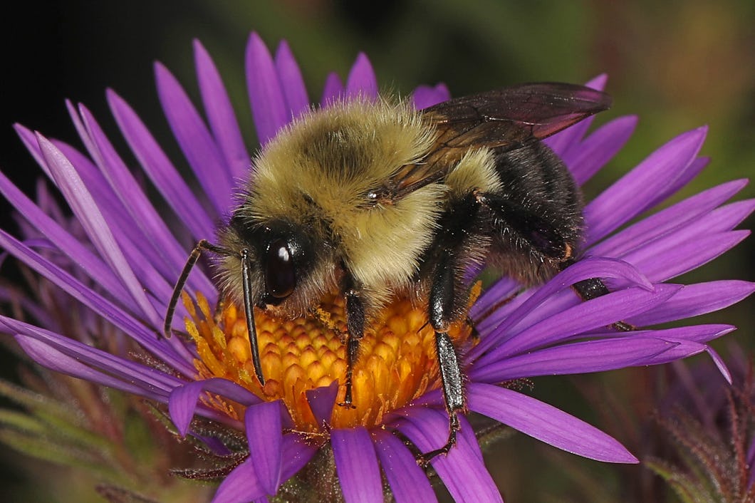 Humlan Bombus impatiens.