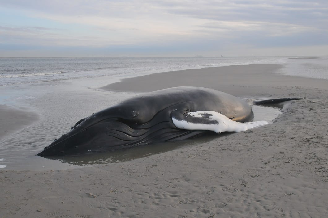 Strandad knölval.