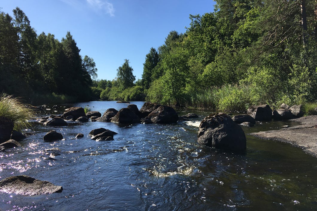 Lövskog i östra Småland.