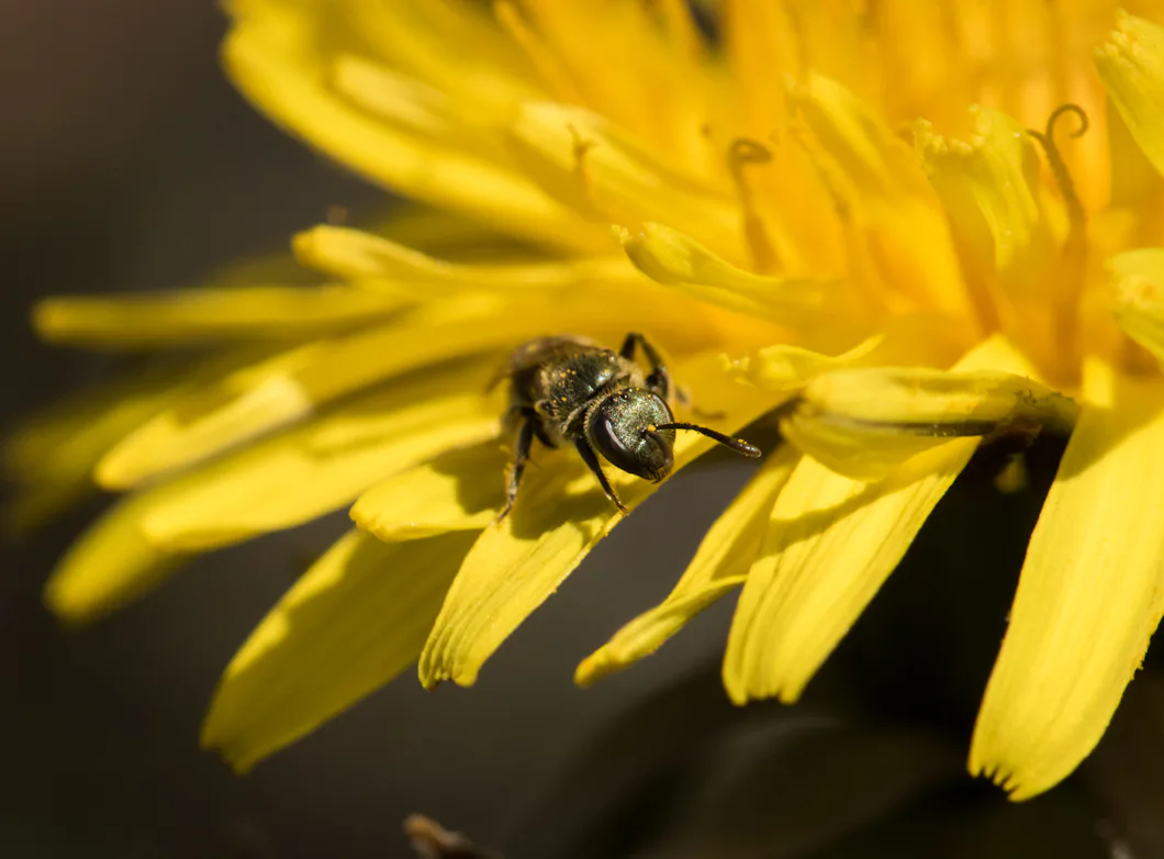Maskrosor centrala för att återskapa biologisk mångfald – Natursidan