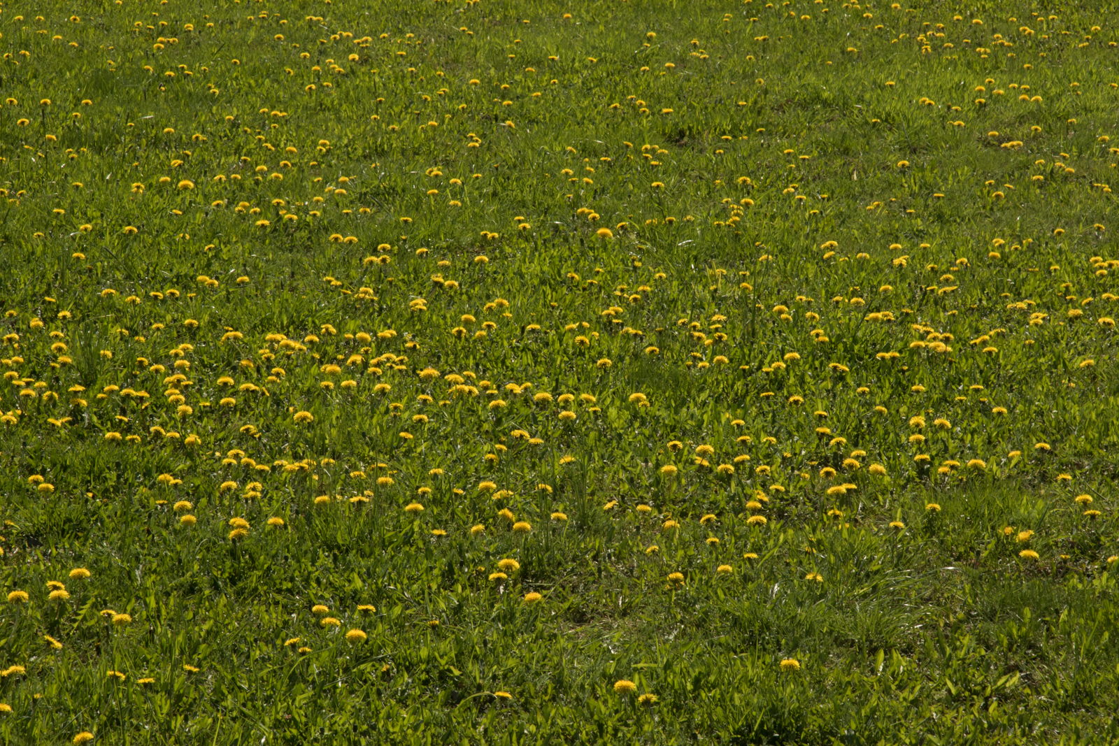 Maskrosor i gräsmatta.