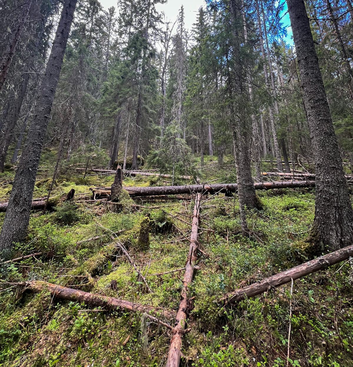 Skog med mycket död ved.