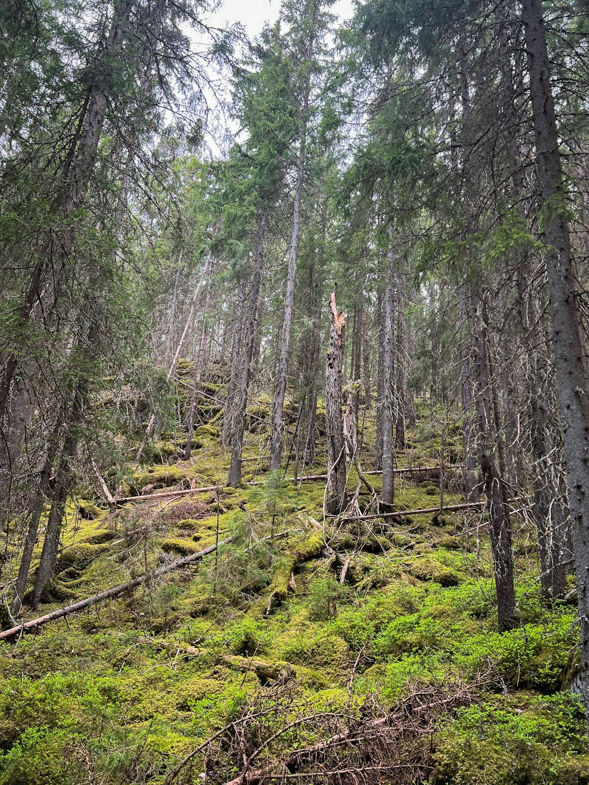 Gammal skog med mycket död ved.