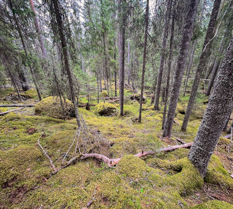 Skog med träd i olika åldrar och död ved.