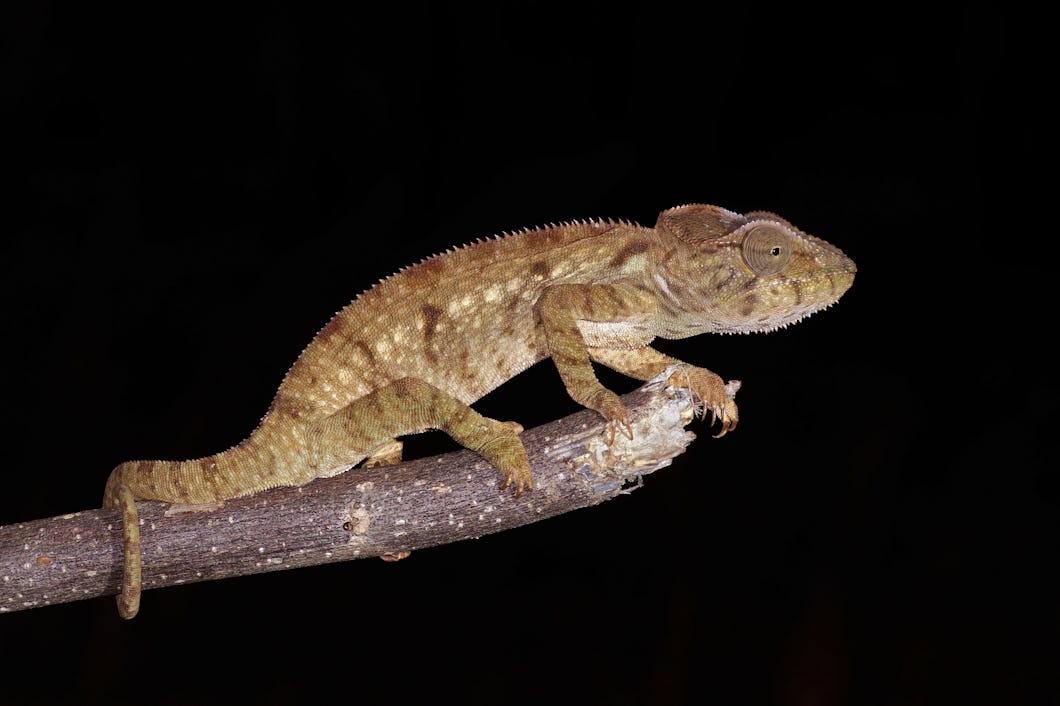 Kameleonten Furcifer oustaleti.