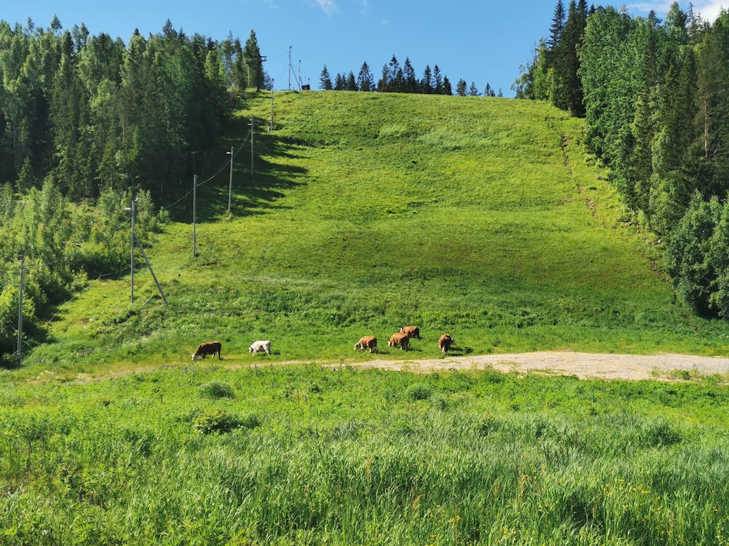 Betande kor på Edsbybacken på Gårdstjärnberget i Hälsingland.