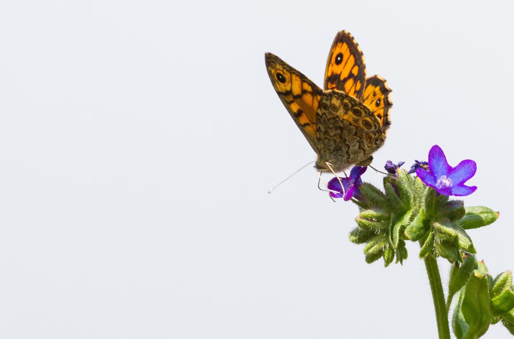 Svingelgräsfjärilen (Lasiommata megera) förekommer allmänt i stora delar av Europa. I Sverige påträffas den ofta på stränder och betesmarker, där den gärna vilar på stenar och stenmurar.