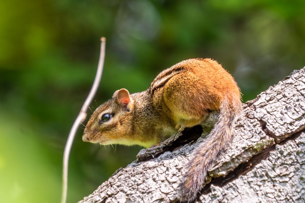 Östlig chipmunk.