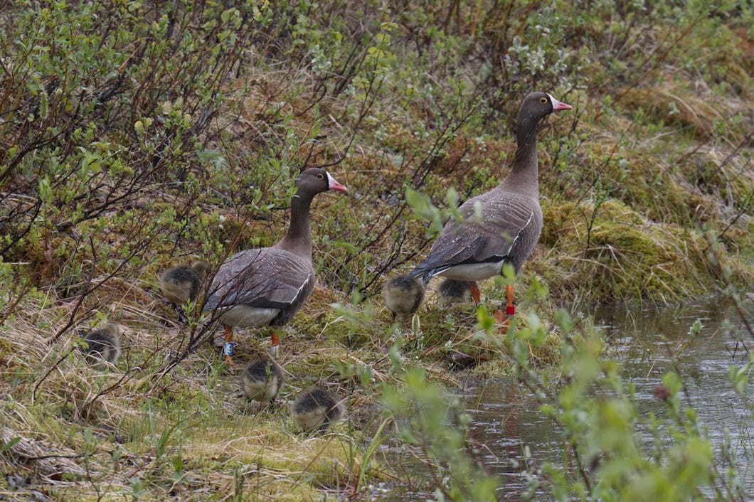 Fjällgäss i Västerbotten.