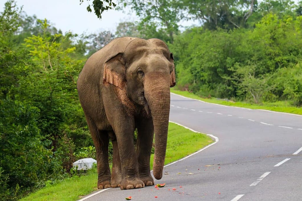 Elefant i Sri Lanka.