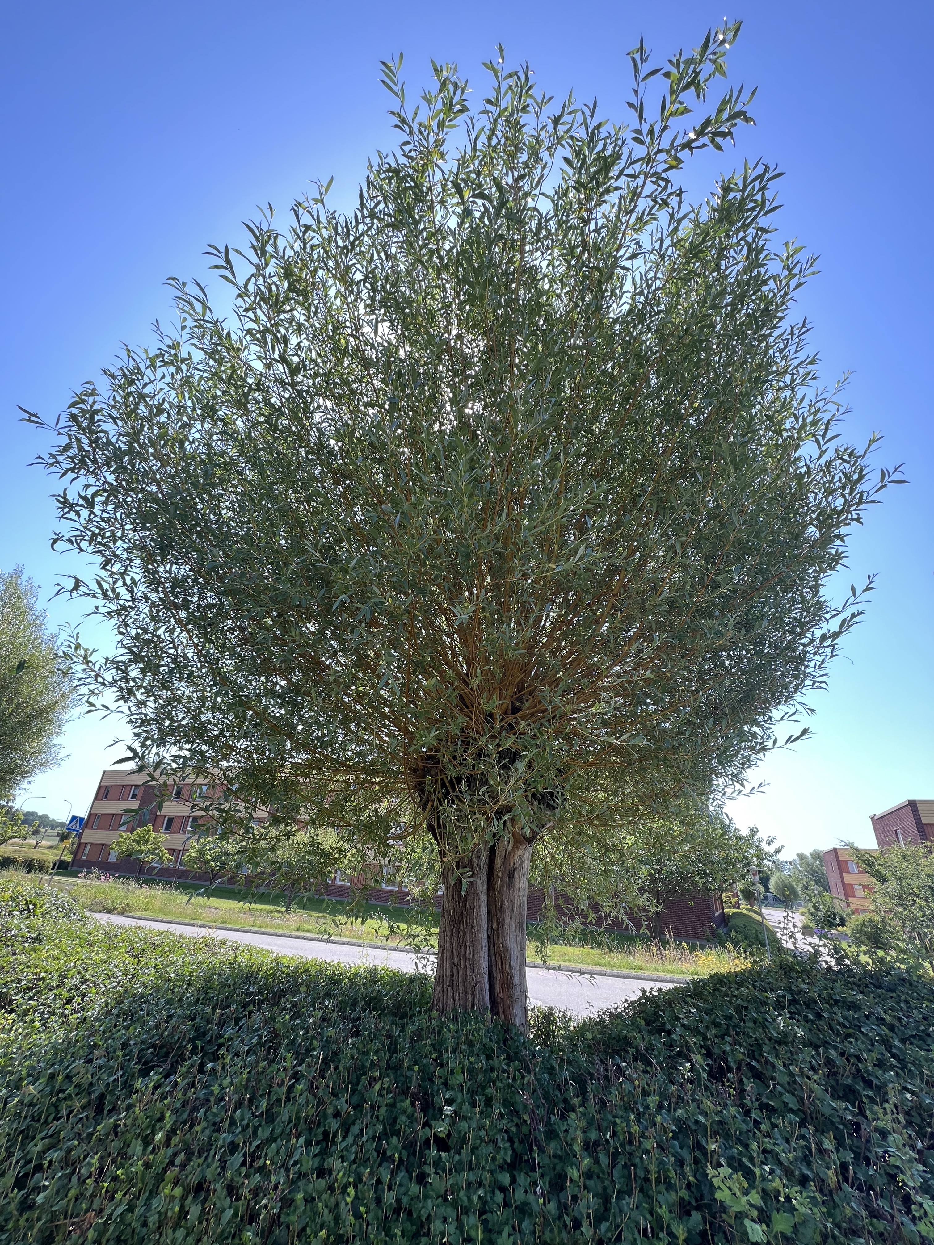 Pilarna i området hamlas och grenarna återanvänds till att göra staket och risstaket.