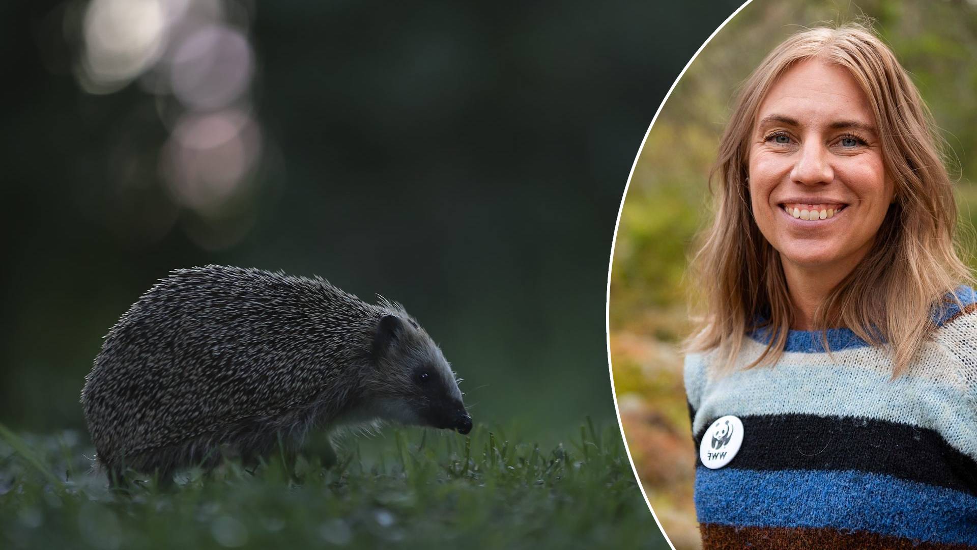 Igelkott och Jessica Ångström.