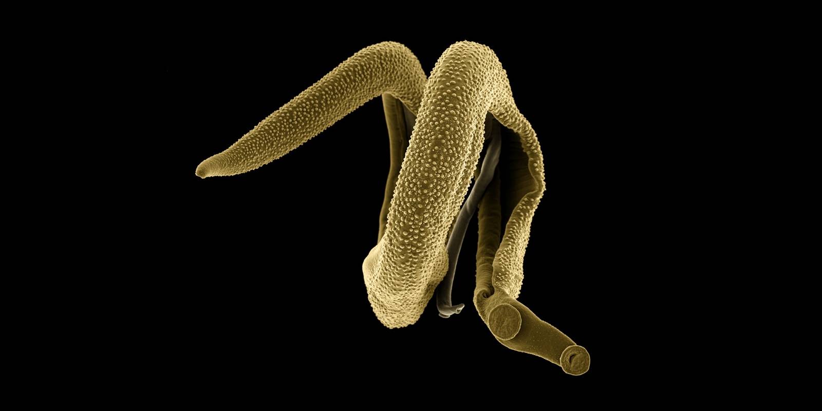 Parasitmasken Schistosoma mansoni.
