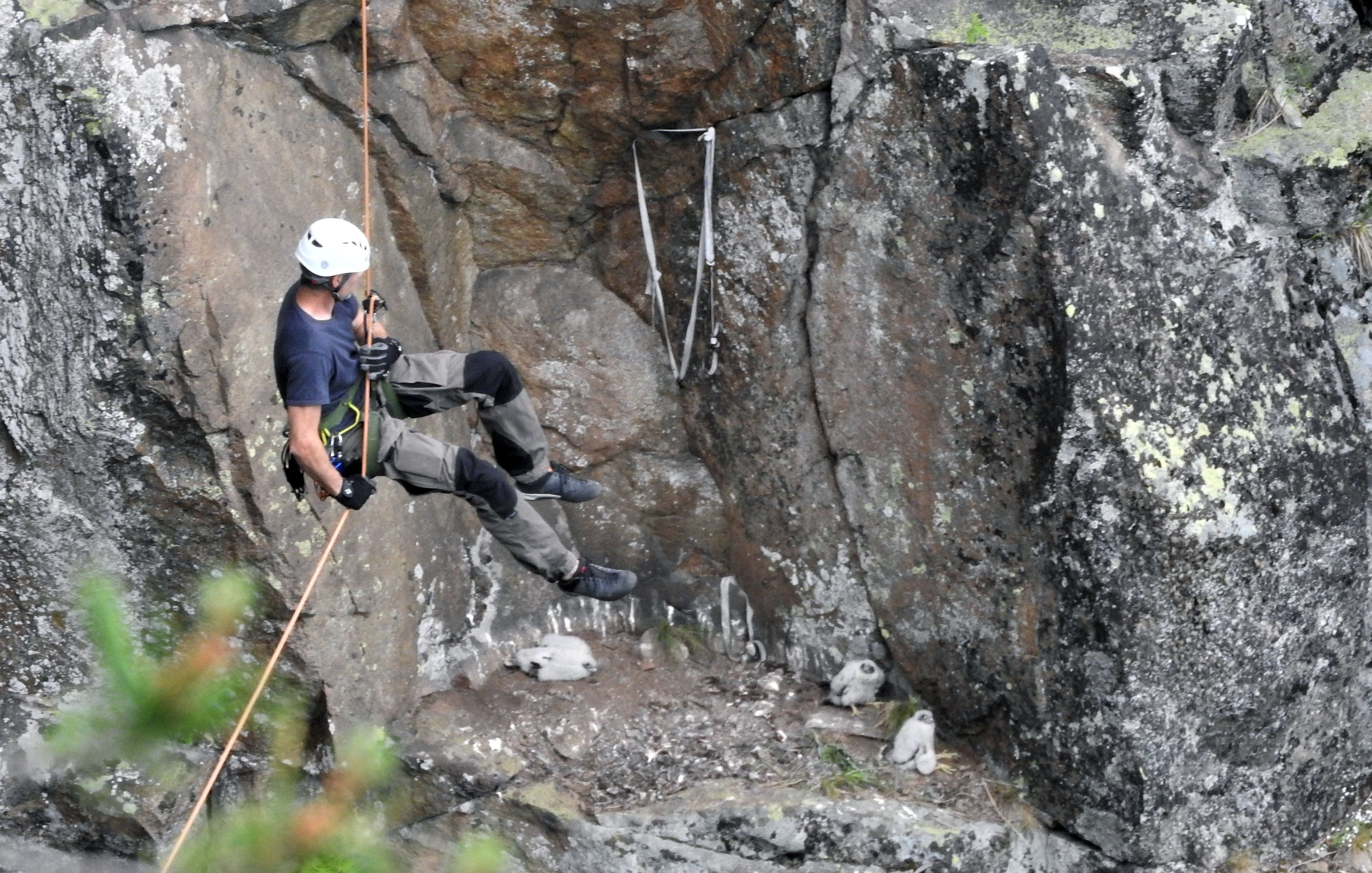Ringmärkning av pilgrimsfalk.