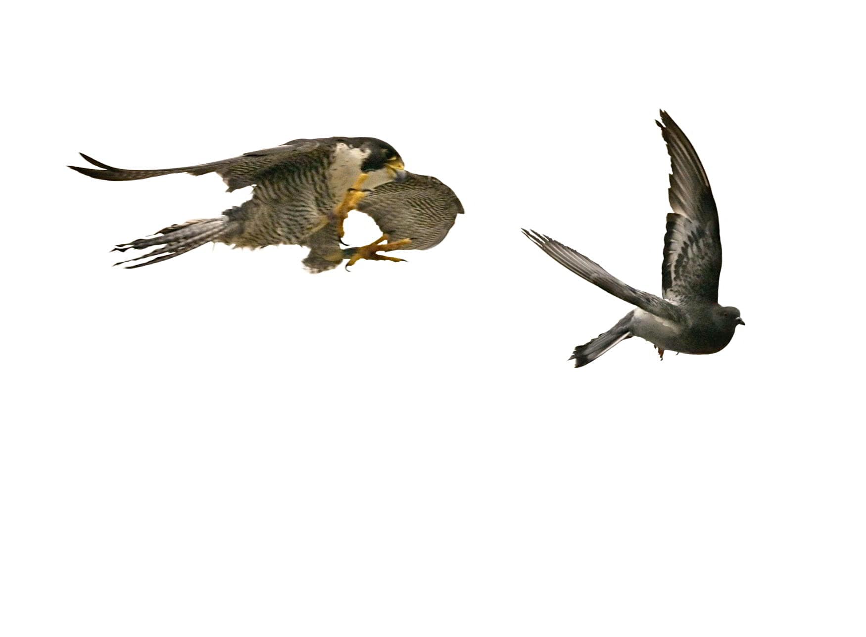 Pilgrimsfalk som jagar duva.