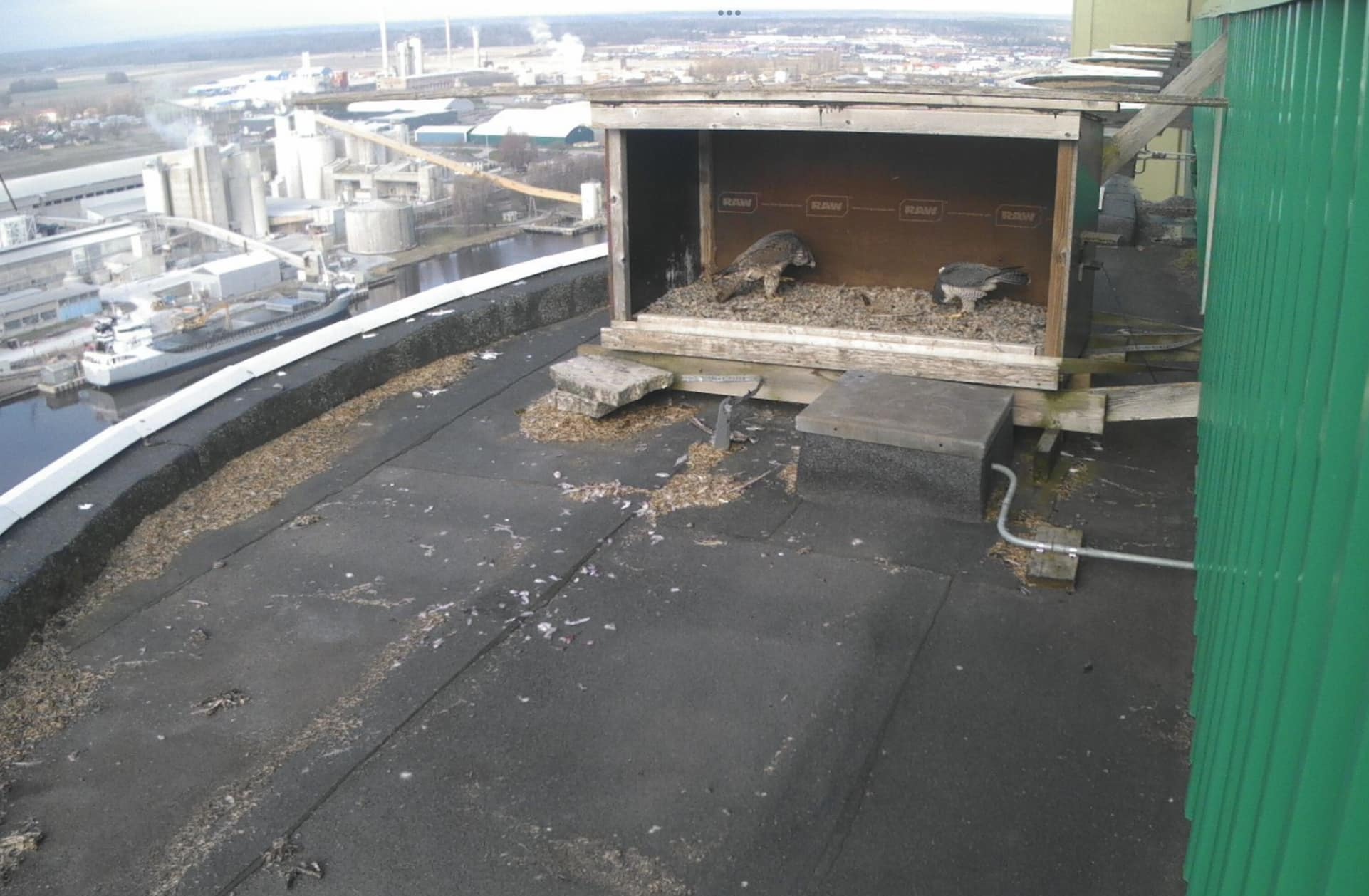 Pilgrimsfalkar som häckar i en öppen holk i Köping.