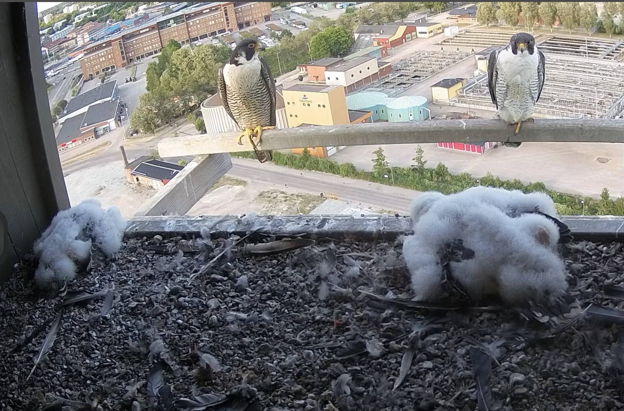 På Lantmännens silo i Västerås har pilgrimsfalkar häckat i tio års tid.