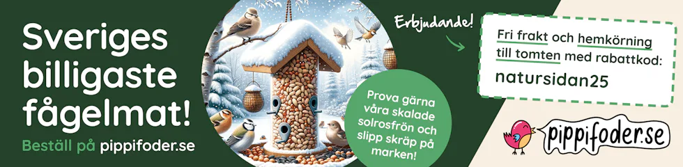 Så går det för världens noshörningar – Natursidan