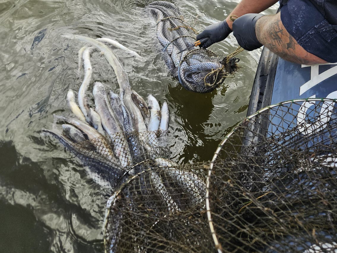 Tjuvfiskad ål i Blekinge.