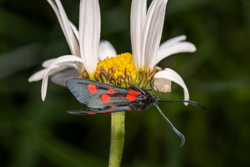 Mindre bastardsvärmare på prästkrage.