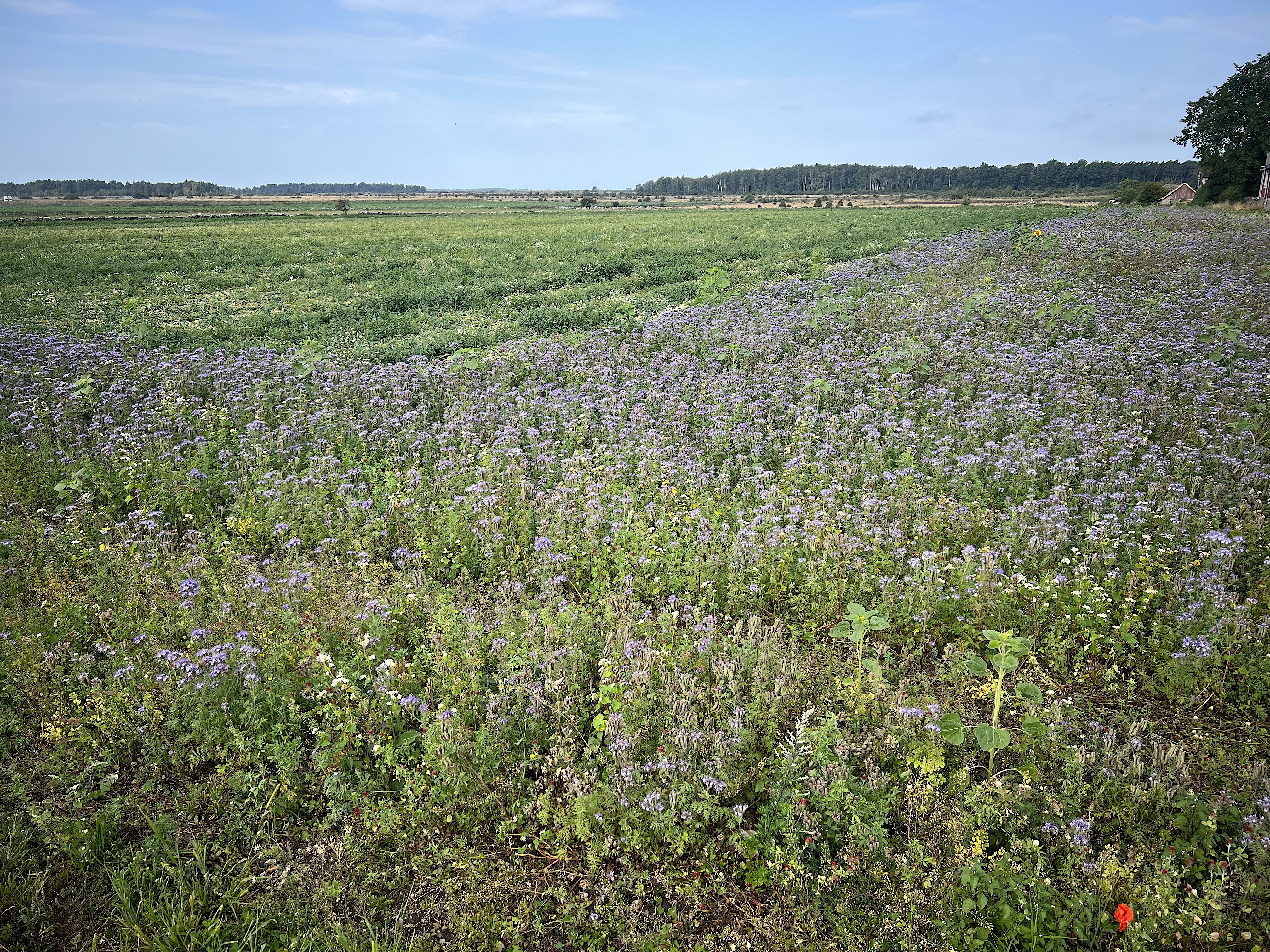 Insådda blommor i åkerkant. På just den här platsen togs blomsterremsan bort mitt i blomningen i augusti 2025.