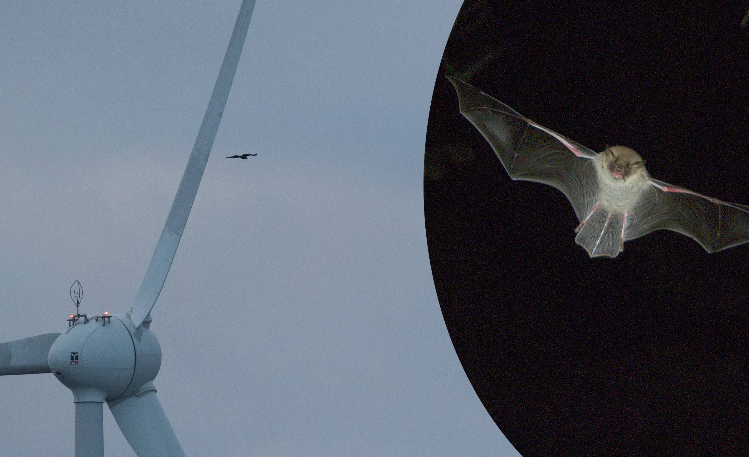 Collage av vindkraft och fransfladdermus.