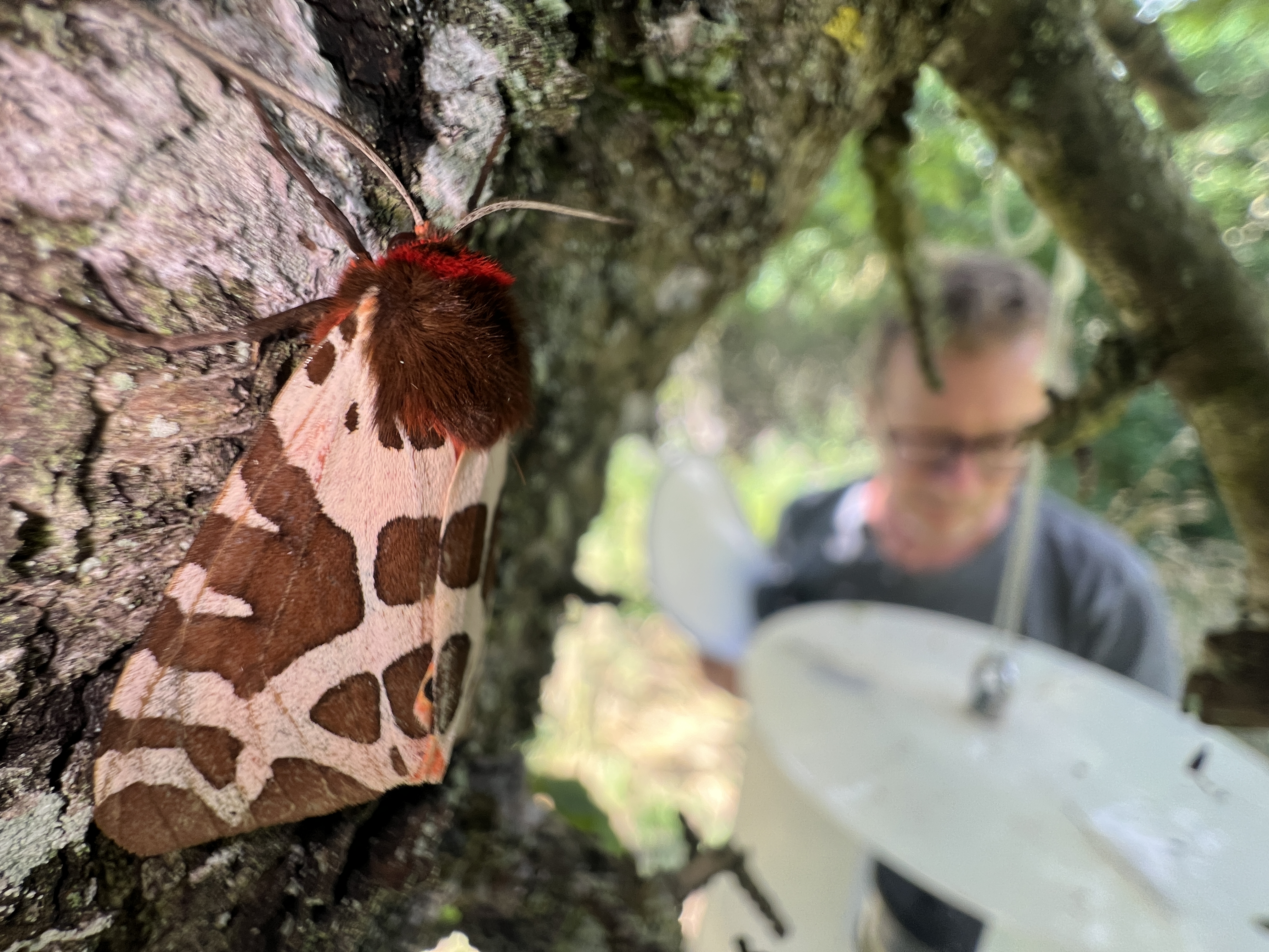 Nattfjärilen brun björnspinnare hittad i nattens ljusfälla.