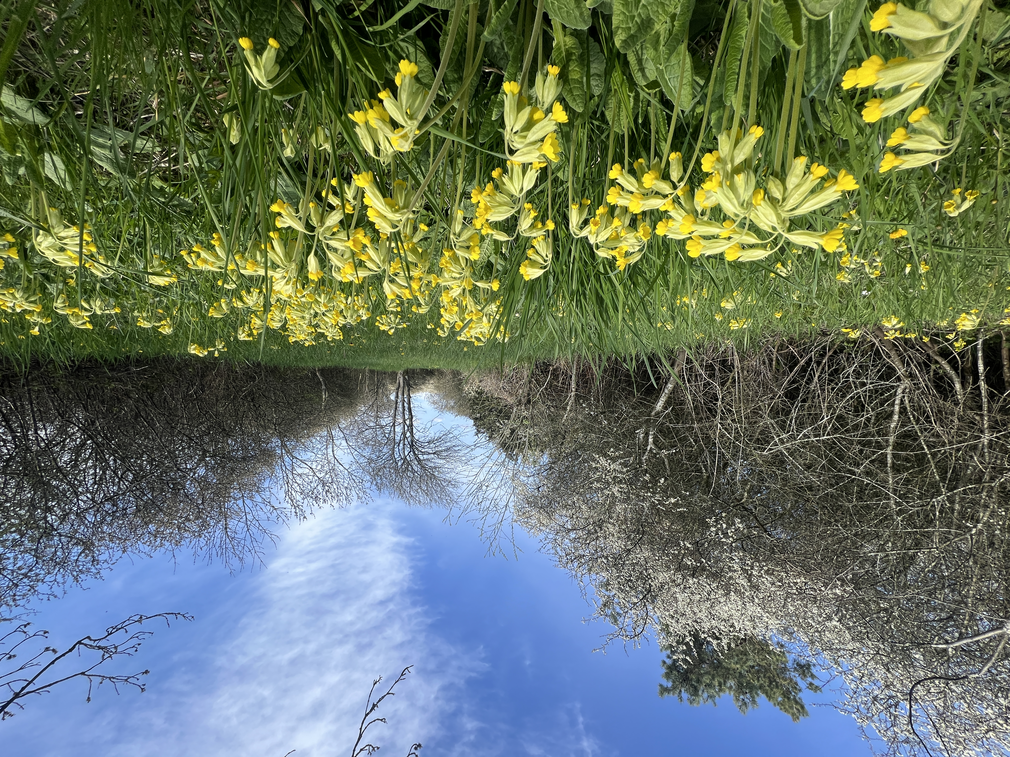 Gullviva hör till de växter som ökat i antal på ängen.